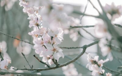De Lente: Een Nieuw Seizoen, Een Nieuwe Start